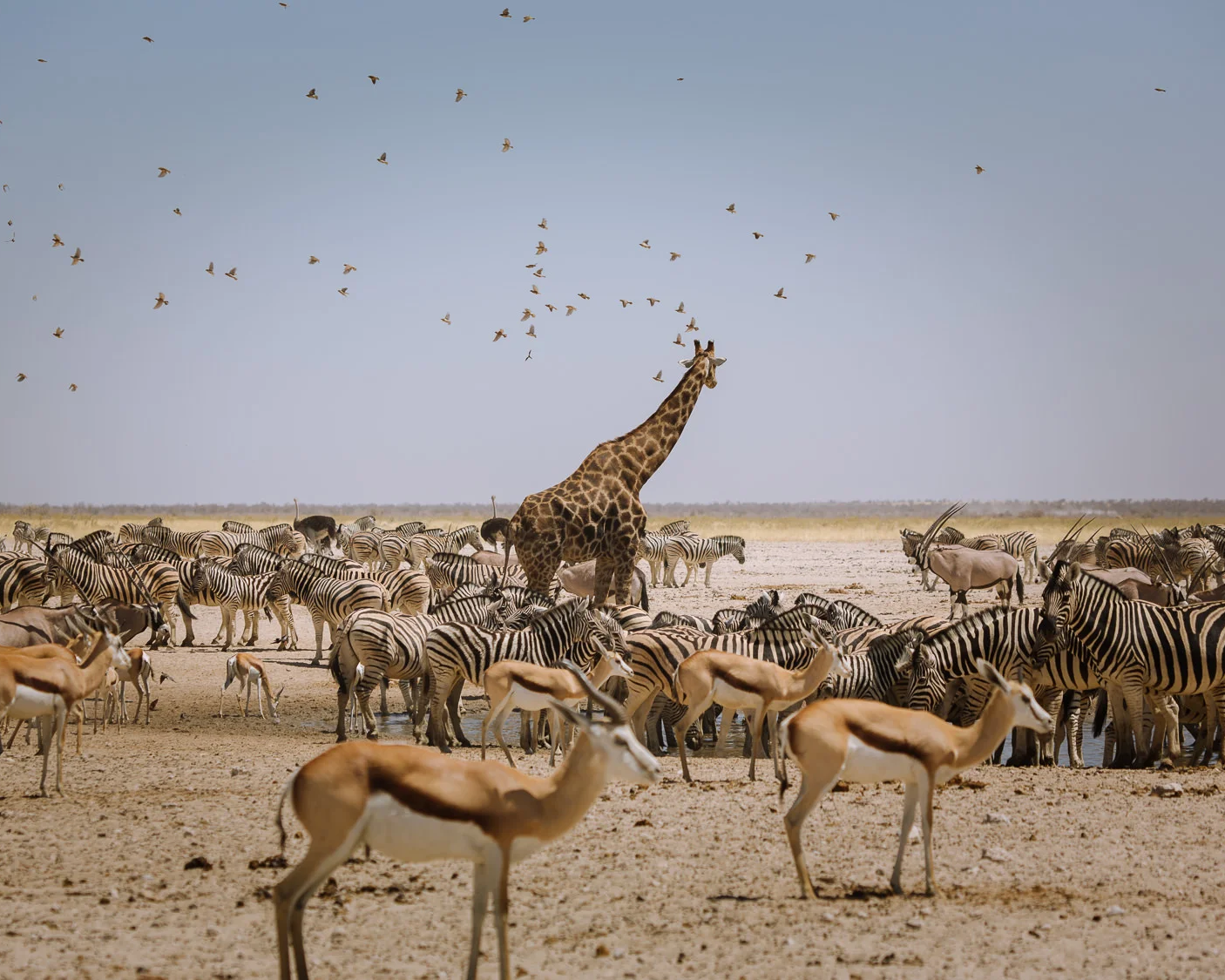 etosha places to visit namibia 3 uai