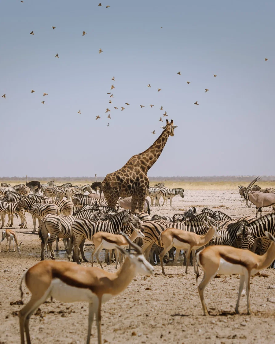etosha places to visit namibia 3 uai