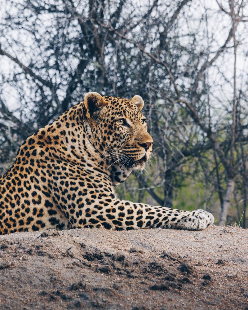 Sabi sands Kruger, South Africa