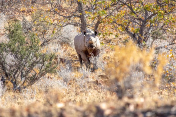 Trophy Hunting & Namibia's Conservation Challenge | Anywhere We Roam