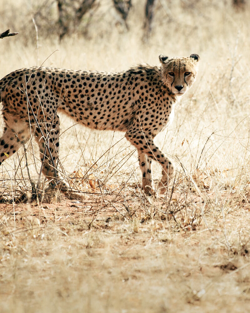 Okonjima Nature Reserve Okonjima Cheetah Walk