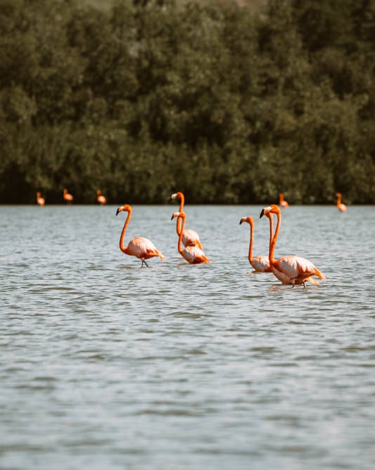 Ciénaga de Zapata Cuba