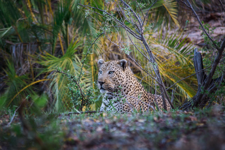 27 Top African Safari Animals + Photos | Anywhere We Roam