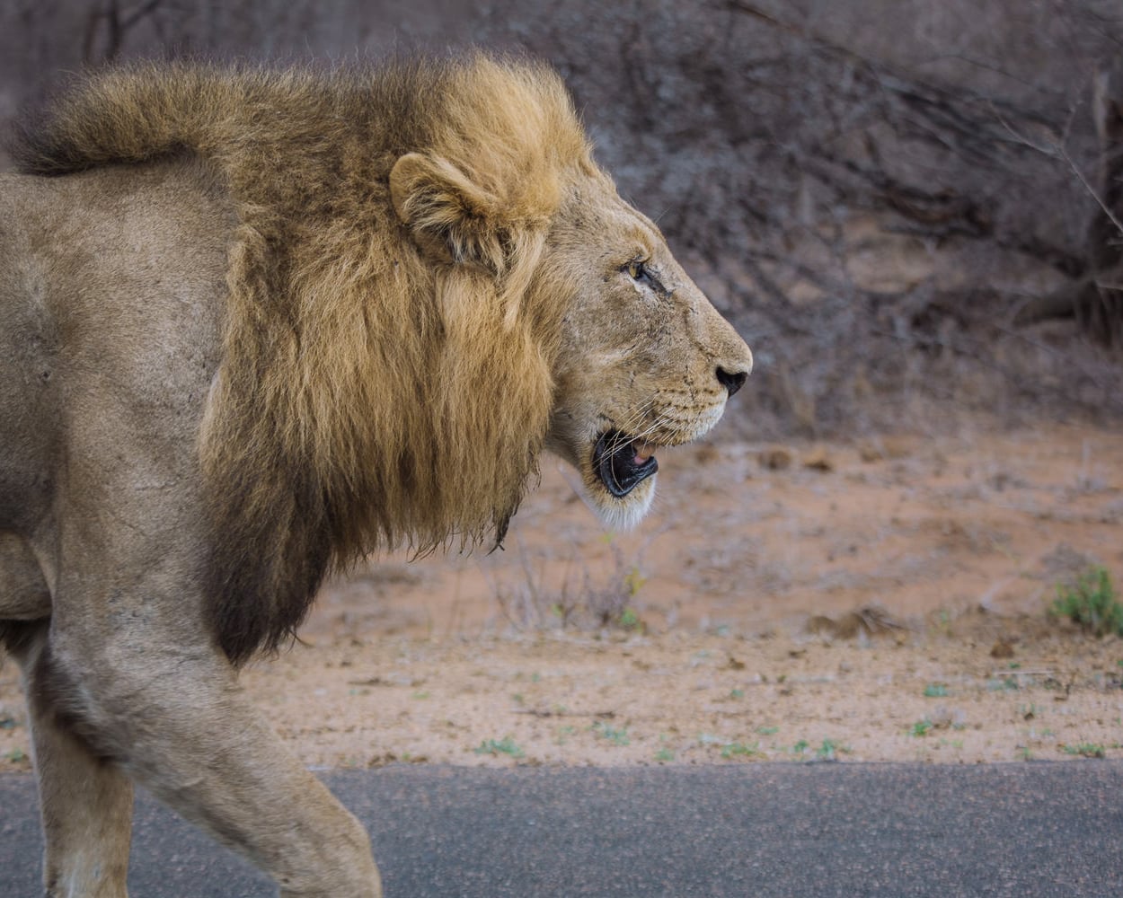 A large male lion walking along the road in Kruger, South Africa