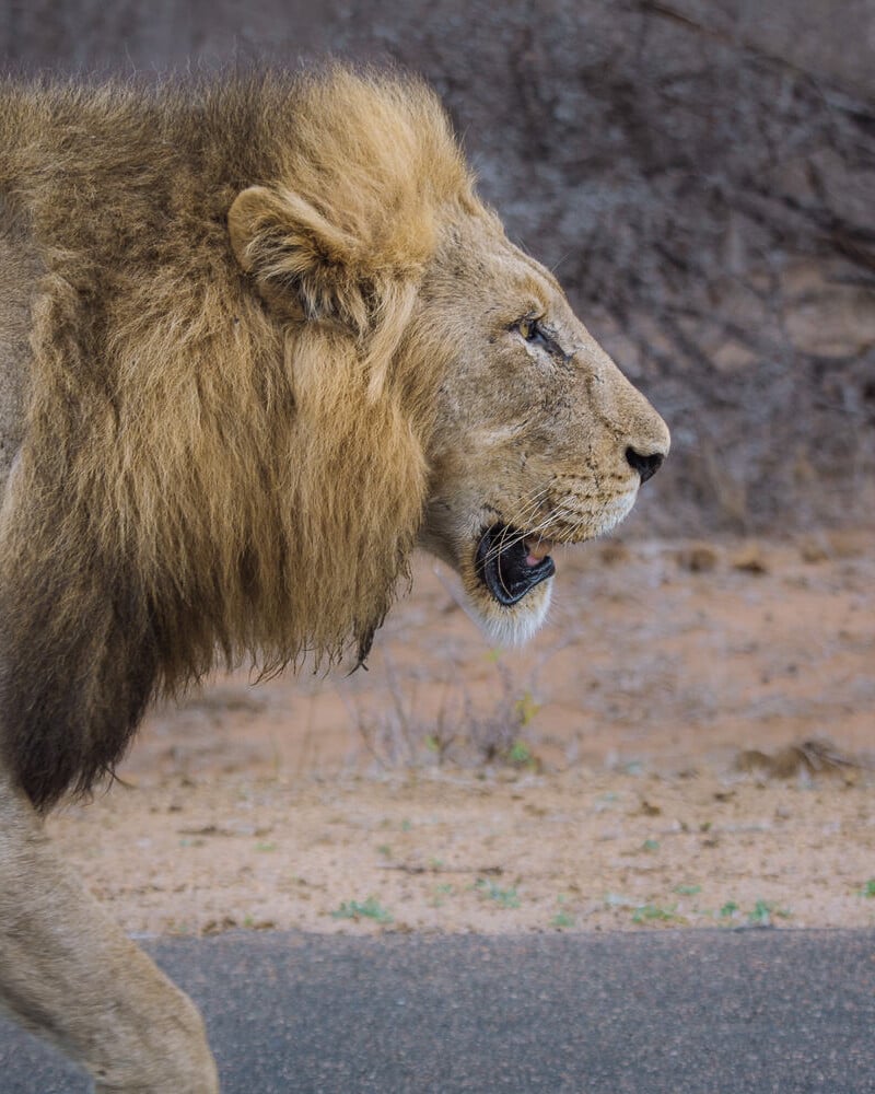A large male lion walking along the road in Kruger, South Africa