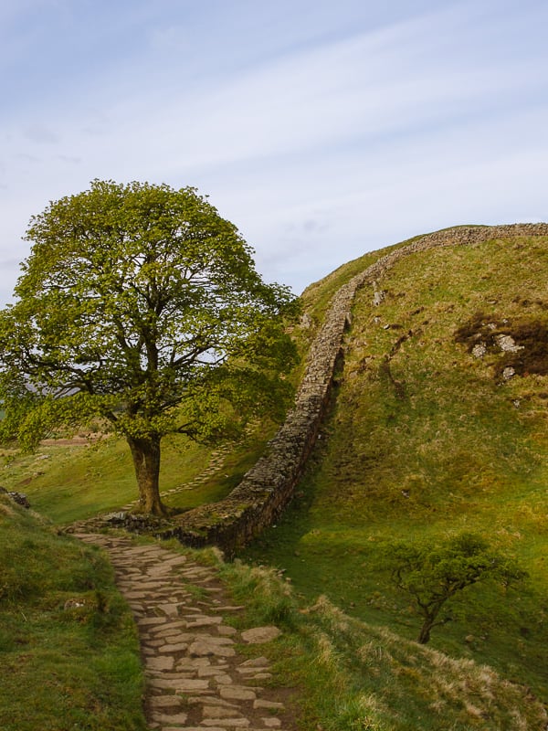 A lone sycamore tree between a roman wall.