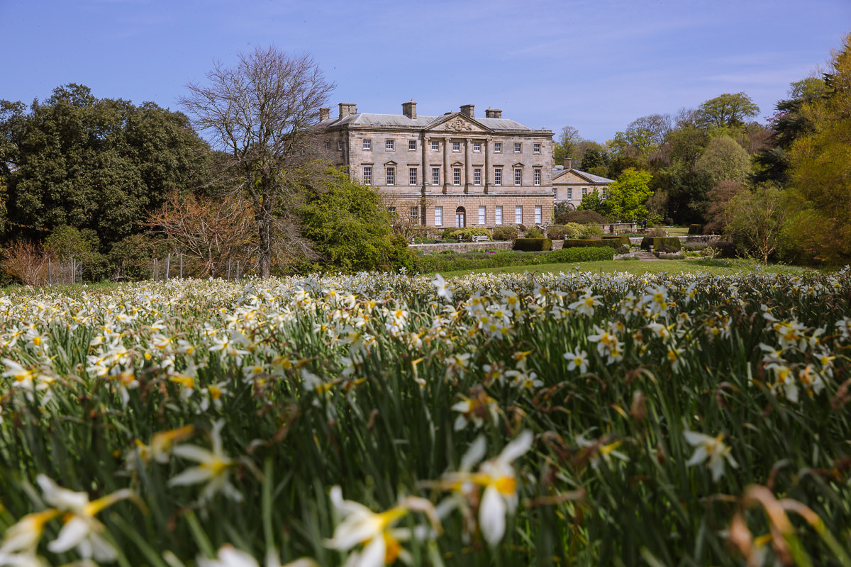grand stately home with huge field of daffodils in the foreground