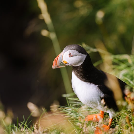 travel tips iceland puffins 6