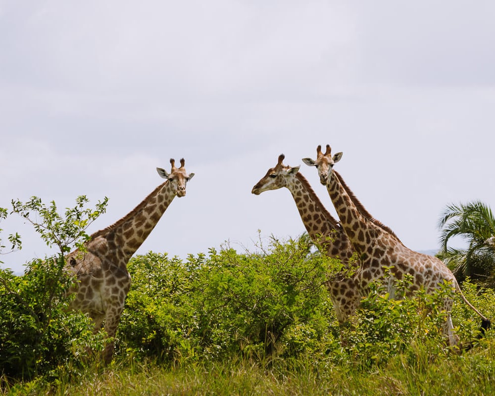 3 giraffes st lucia south africa uai