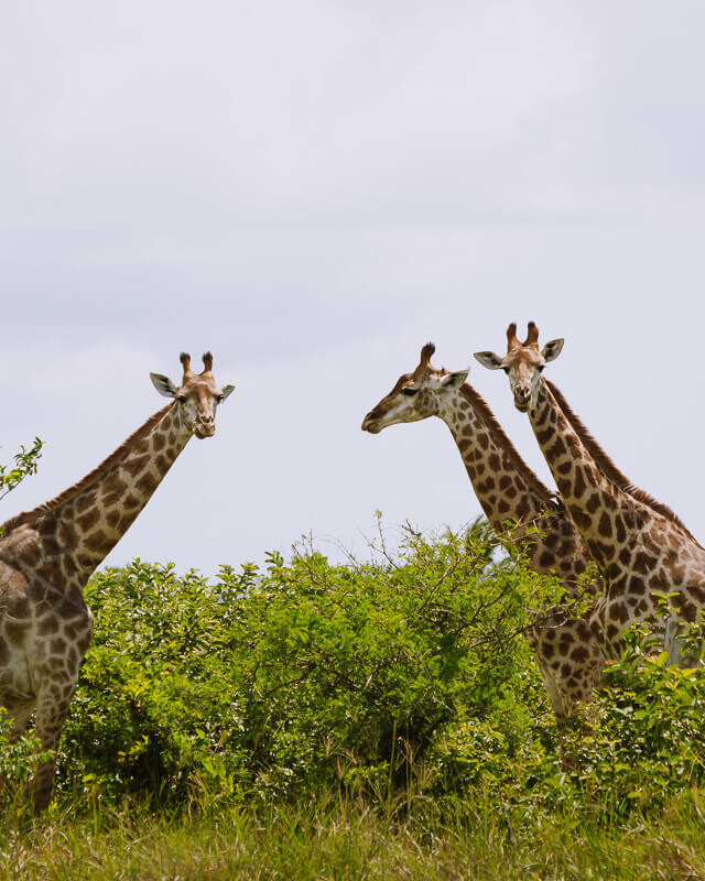 3 giraffes st lucia south africa uai