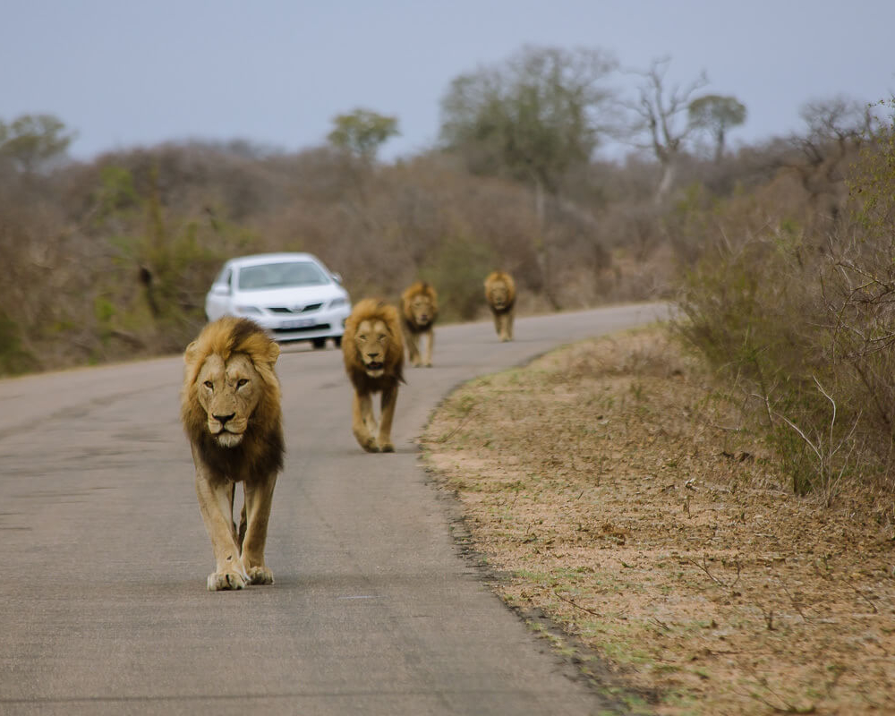 kruger self drive lion uai