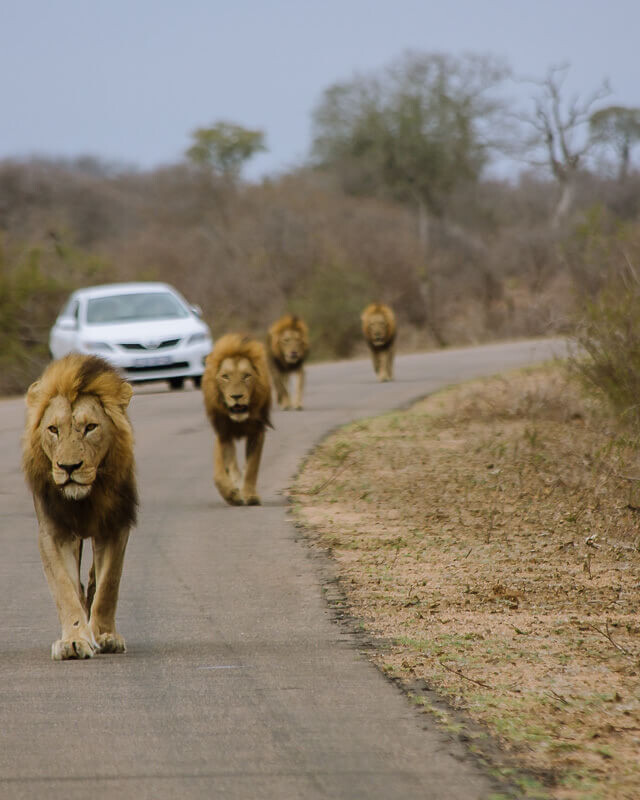 kruger self drive lion uai