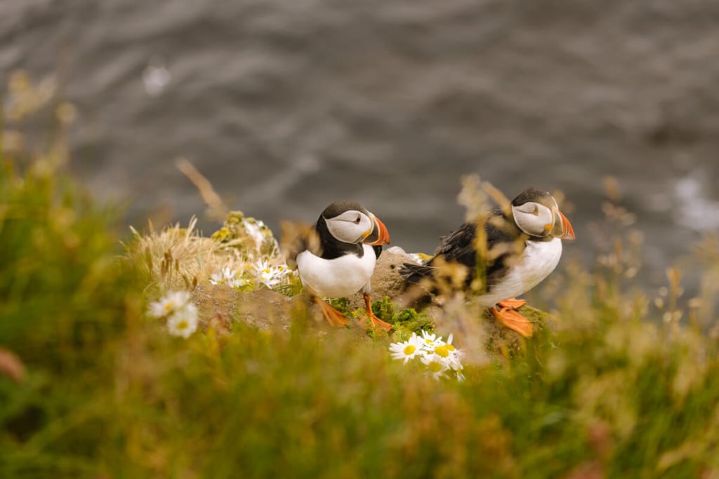 puffins westfjords 1