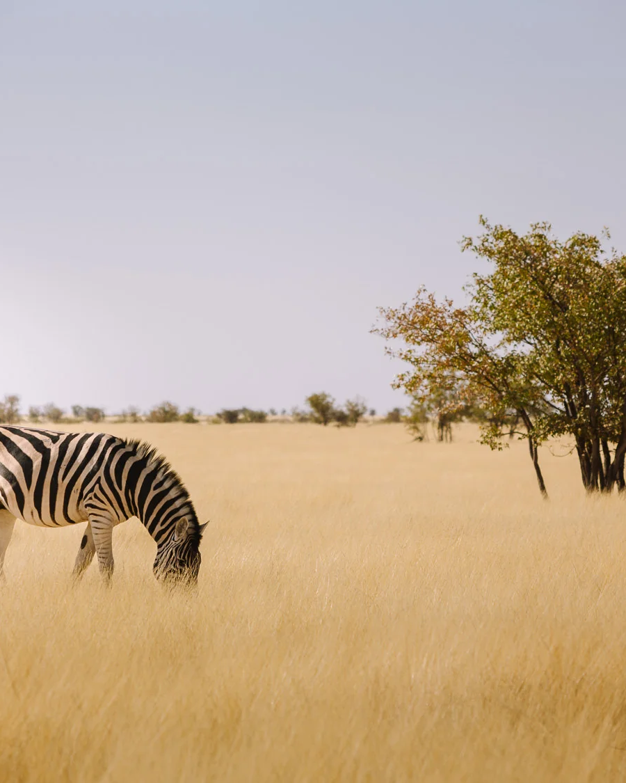 where to stay etosha
