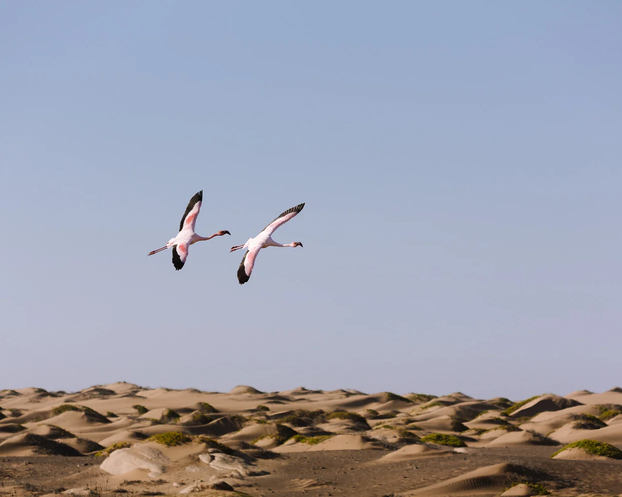 skeleton coast guide namibia