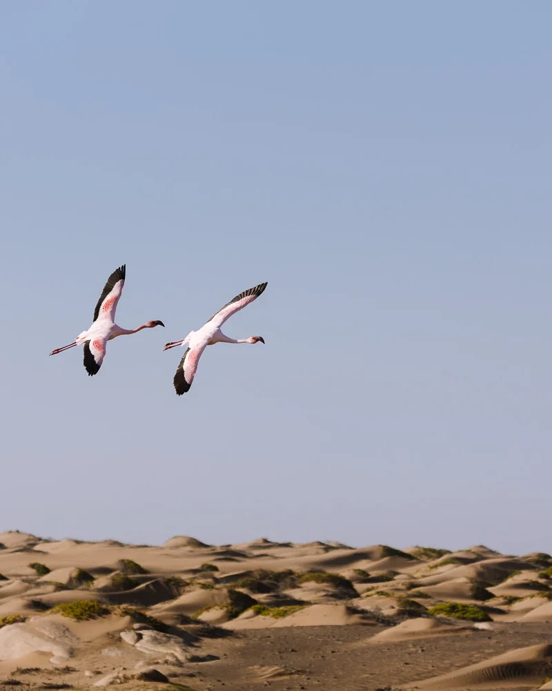 skeleton coast guide namibia