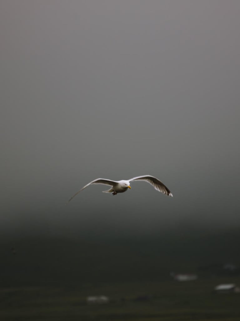 Seagull flying over Dyrholaey Iceland