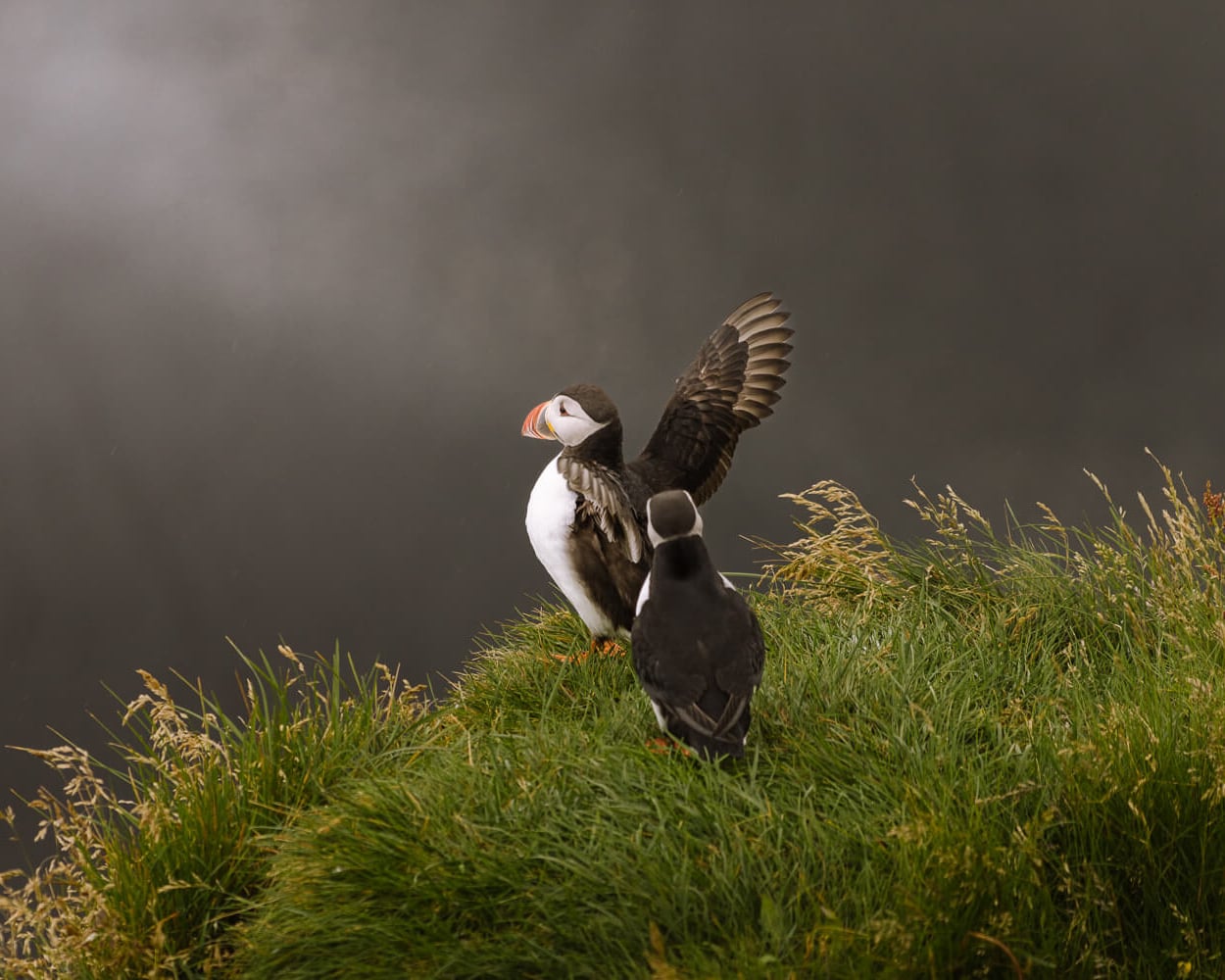 Puffins on the Dyrholaey Peninsula Iceland