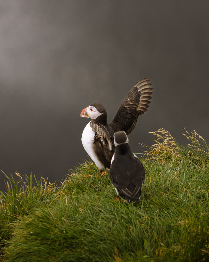 Puffins on the Dyrholaey Peninsula Iceland