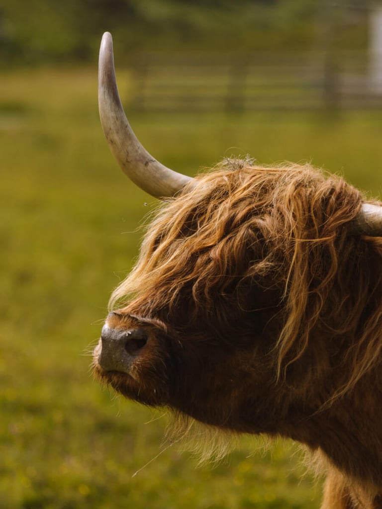 highland cattle skye scotland 1