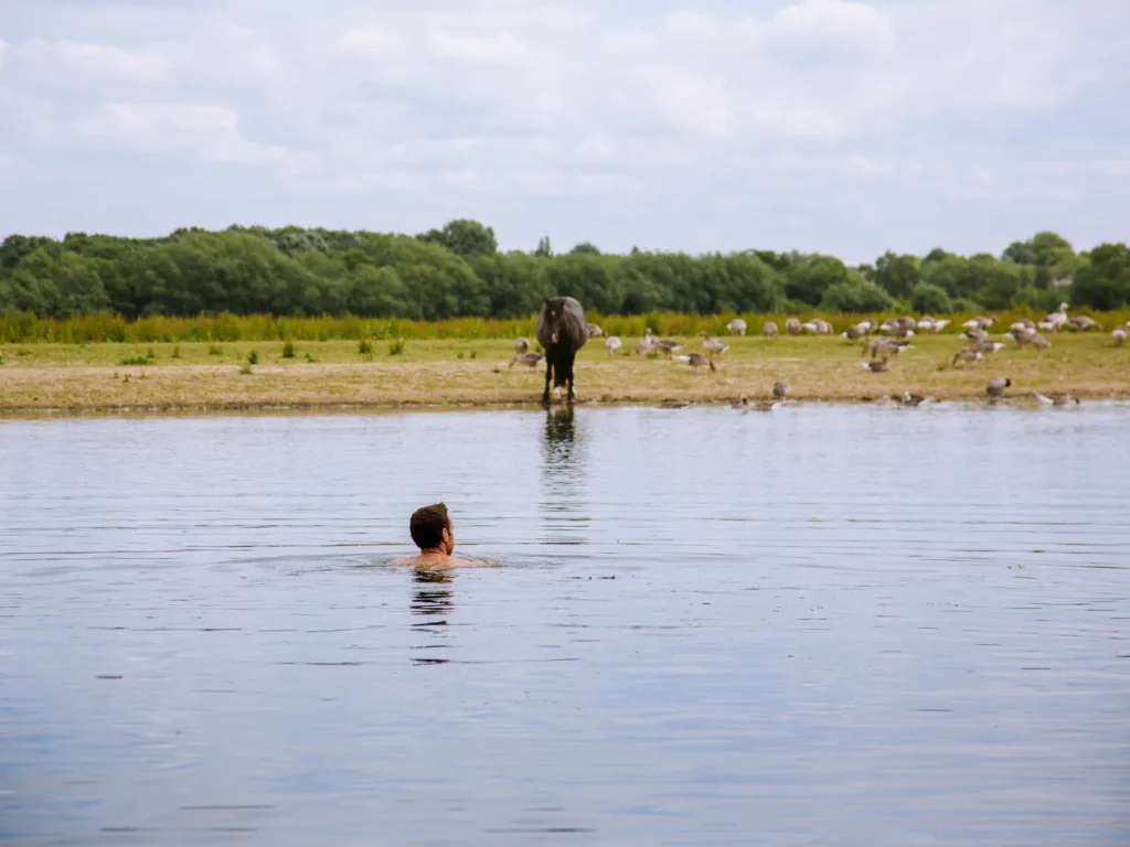  A wild swimmer looking across the River Thames at Port Meadow, Oxford, towards a dark horse standing at the water's edge surrounded by geese grazing on the meadow behind