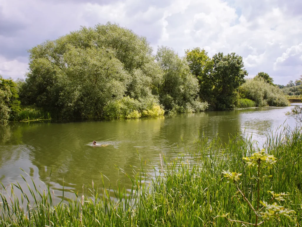 A wild swimmer in the River Thames at Shillingford, surrounded by lush green reeds and trees on a bright summer's day with dramatic clouds reflected in the calm water
