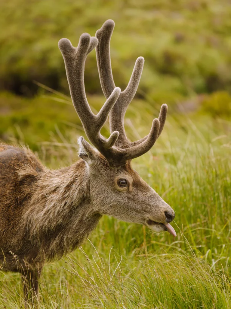 stag in the scottish highlands