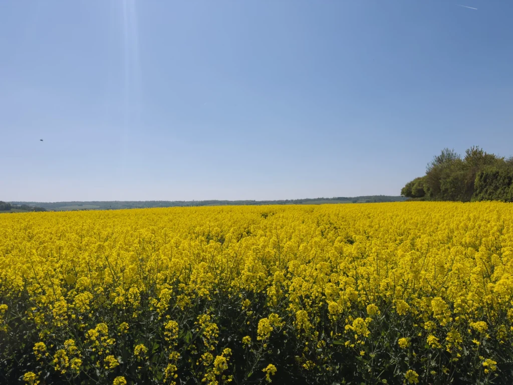 Ashridge Aldbury