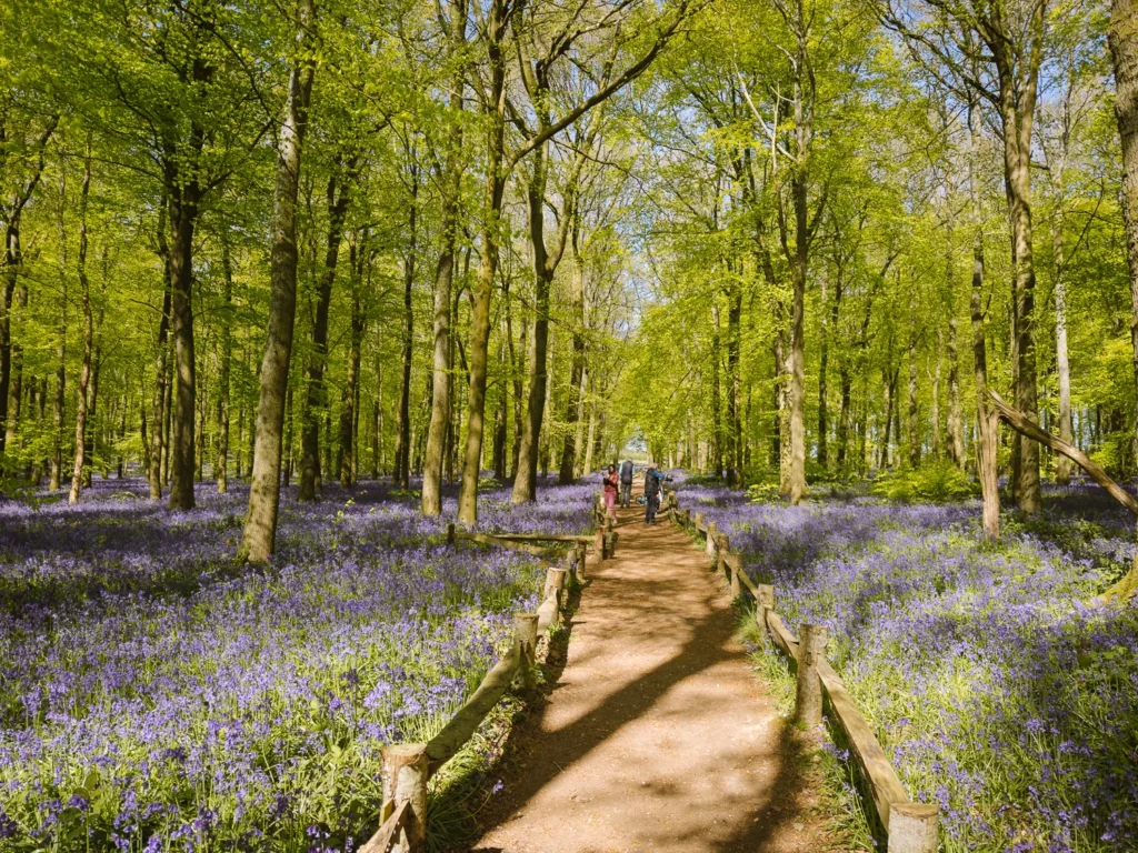 Ashridge Dockey Wood