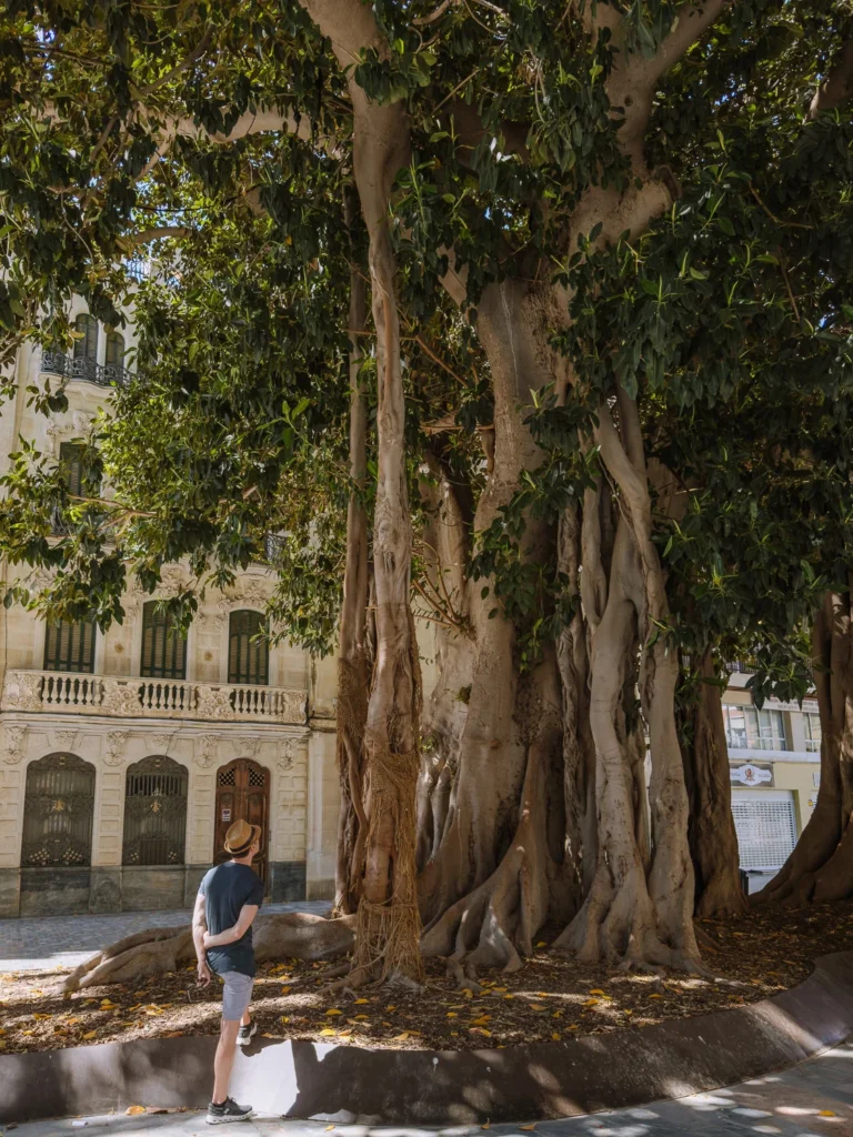 A man in a straw hat and dark t-shirt gazes up at the massive ancient ficus trees in the Plaza de San Francisco, Cartagena, Spain, their enormous twisted trunks and aerial roots dwarfing him in scale, with the ornate facade of a Modernista building visible behind