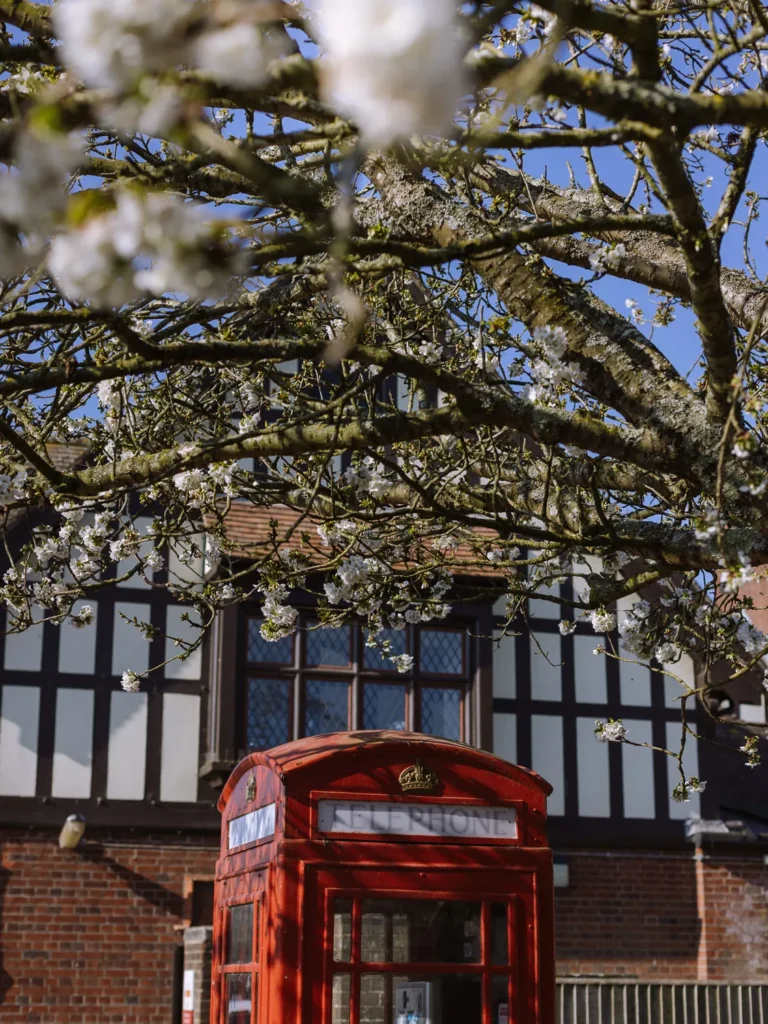 Traditional red British telephone box beneath a blossoming tree outside a half-timbered house in Arundel, West Sussex.