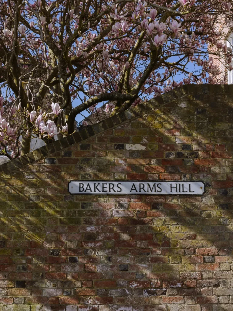 Bakers Arms Hill street sign mounted on a weathered red-brick wall beneath a magnolia tree covered in pale pink spring blossom in Arundel, West Sussex.