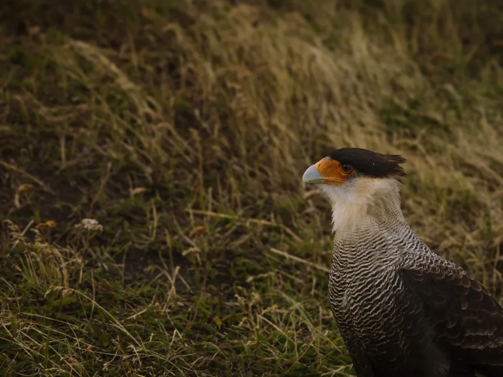 Torres del Paine Bird Crested Carcara