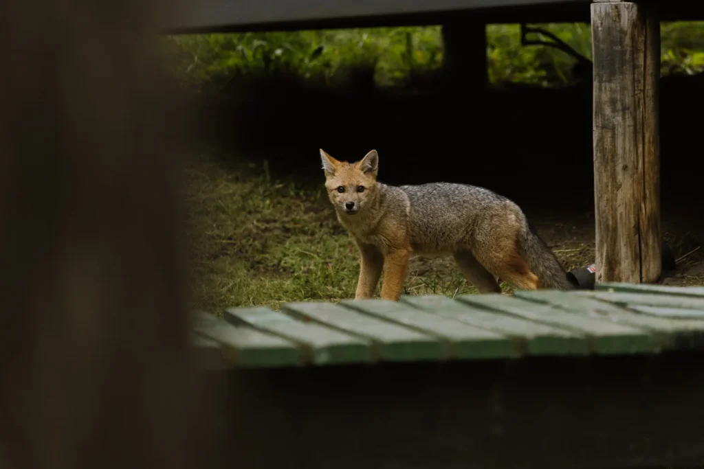 Torres del Paine Grey Fox Galcier Grey