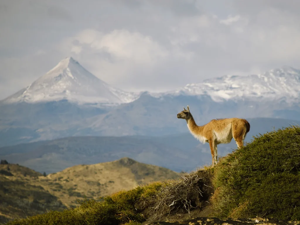 Torres del Paine Guanaco